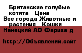 Британские голубые котята › Цена ­ 5 000 - Все города Животные и растения » Кошки   . Ненецкий АО,Фариха д.